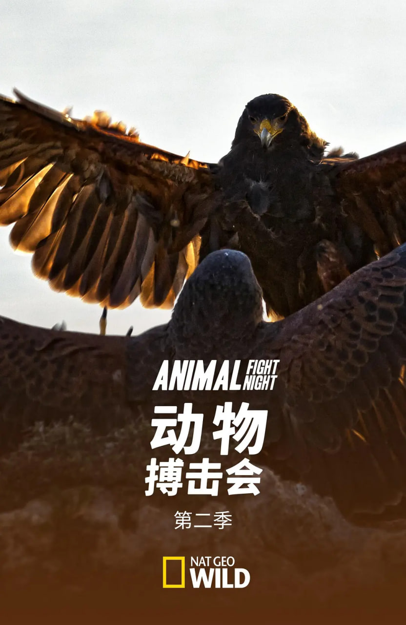 动物搏击会 第二季